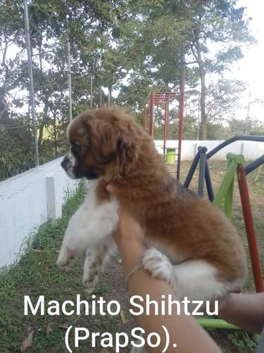 Shitzu (prapso) - Imagen 4