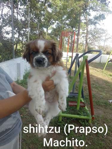 Shitzu (prapso) - Imagen 2