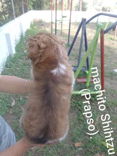 Shitzu (prapso) - Imagen 5