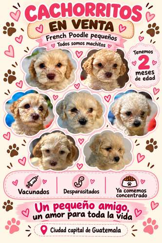 Hermosos French Poodle  - Imagen 7