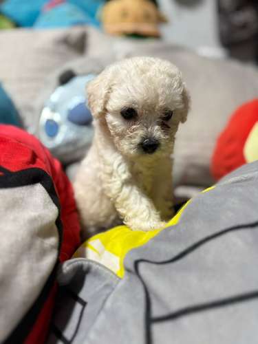 Hermosos French Poodle  - Imagen 6