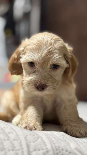 Hermosos French Poodle  - Imagen 4
