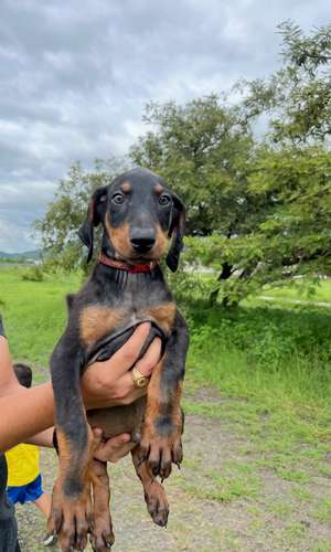DOBERMAN EUROPEO - Imagen 2