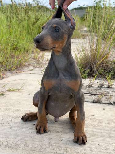 DOBERMAN EUROPEO - Imagen 1