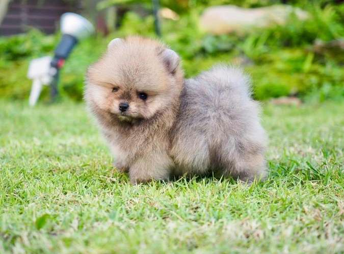  ¡POMERANIAN EN VENTA!