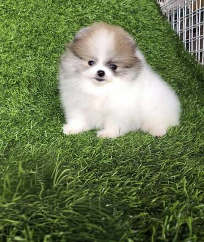  ¡POMERANIAN EN VENTA!