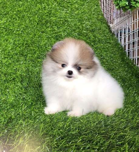  ¡POMERANIAN EN VENTA!
