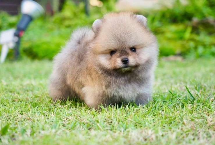  ¡POMERANIAN EN VENTA!