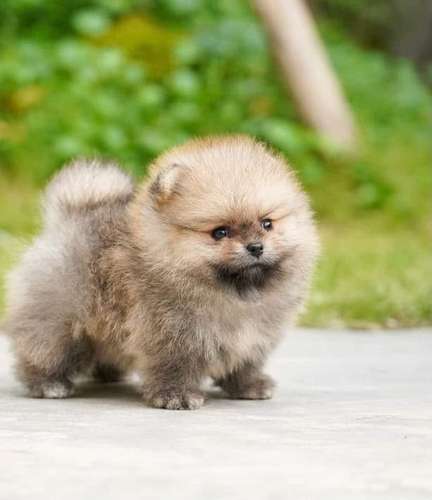  ¡POMERANIAN EN VENTA!