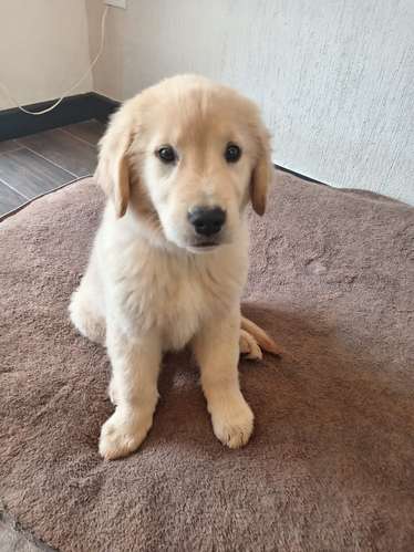 Hembras Golden retriever