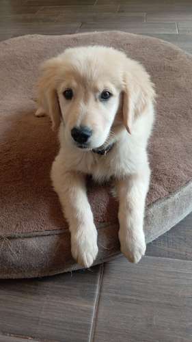 Hembras Golden retriever