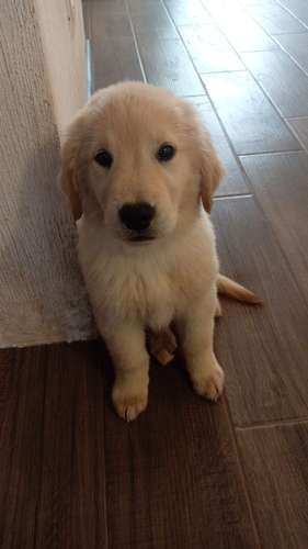 Hembras Golden retriever