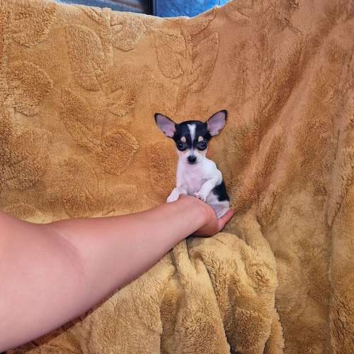 Chihuahua de bolsillo 