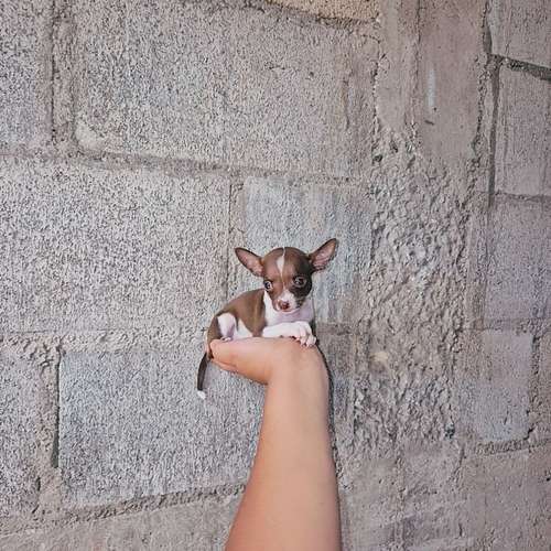 Chihuahua de bolsillo 