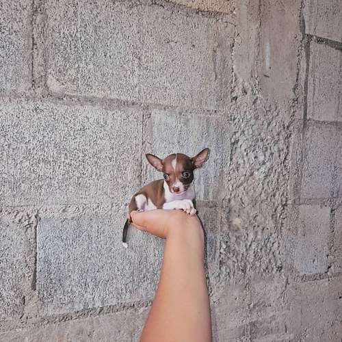 Chihuahua de bolsillo 