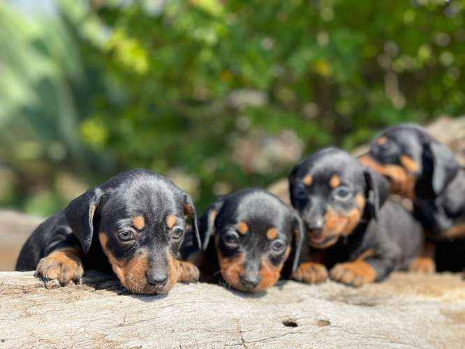 Dachshund salchichas  - Imagen 4