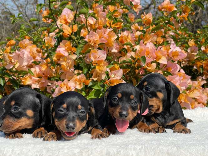 Dachshund salchichas 