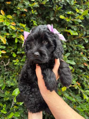Hermosa Goldendoodle 