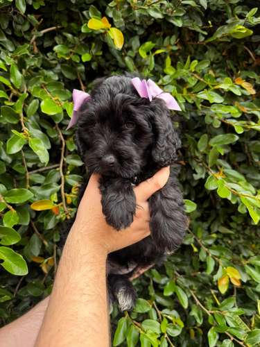 Hermosa Goldendoodle 