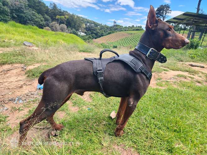 Cachorros Doberman | Guatemala City