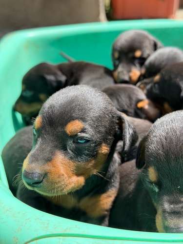 Cachorros Doberman  - Imagen 2