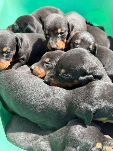 Cachorros Doberman  - Imagen 3