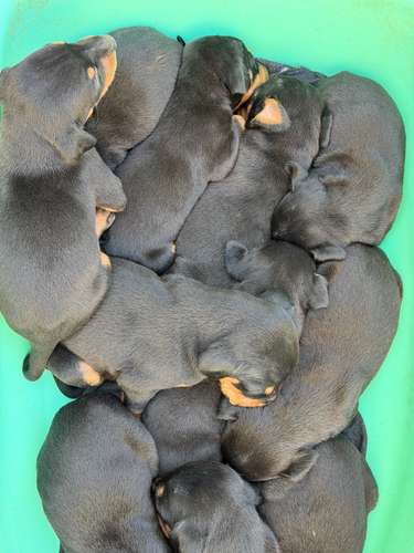Cachorros Doberman  - Imagen 4