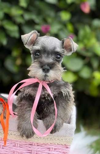 Schnauzer Mini