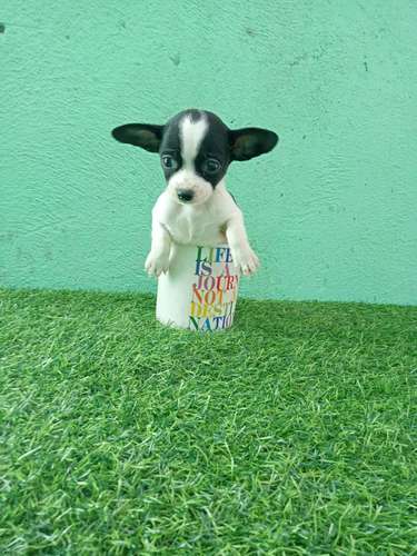 Chihuahua de bolsillo  - Imagen 3