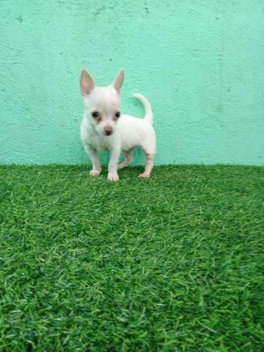 Chihuahua de bolsillo  - Imagen 2