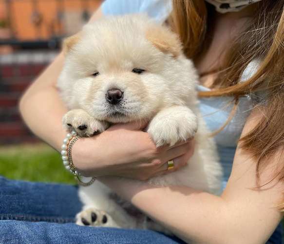 Hermosa Chow Chow