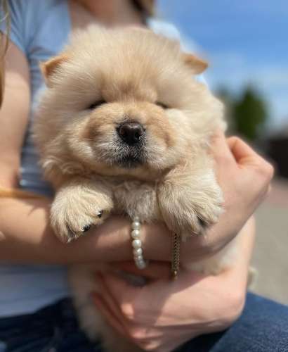 Hermosa Chow Chow