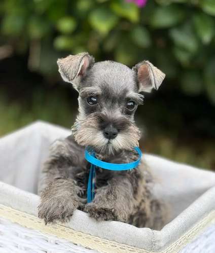 Hermosos Schnauzer Mini
