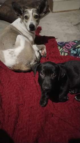 REGALO PERRITO CARIÑOSO 