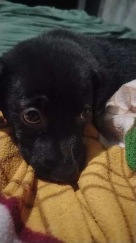 REGALO PERRITO CARIÑOSO  - Imagen 6