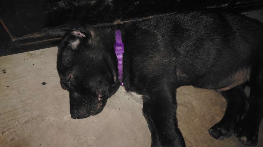 REGALO PERRITO CARIÑOSO  - Imagen 5