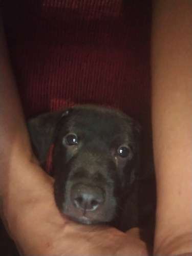 REGALO PERRITO CARIÑOSO  - Imagen 4
