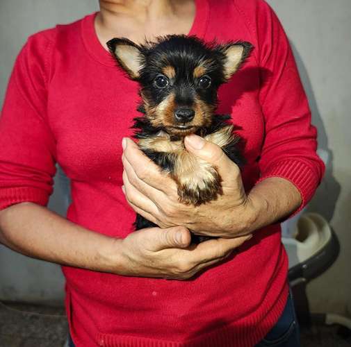 Yorkshire Terrier macho