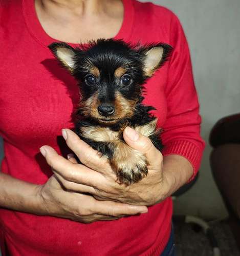 Yorkshire Terrier macho - Imagen 2