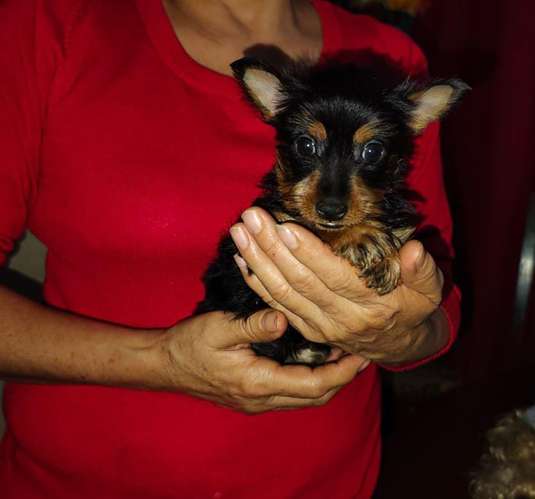 Yorkshire Terrier macho - Imagen 3
