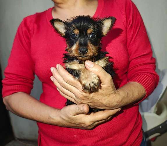 Yorkshire Terrier macho - Imagen 4