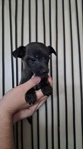Chihuahua miny machitos - Imagen 3