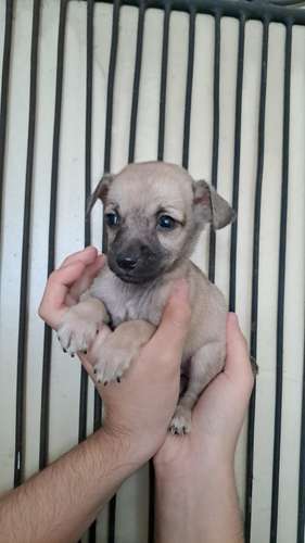 Chihuahua miny machitos - Imagen 2