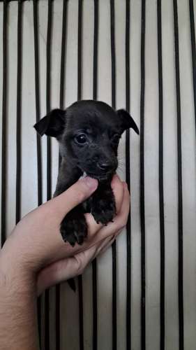 Chihuahua miny machitos - Imagen 4