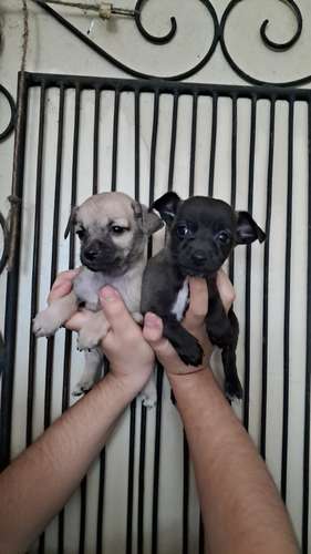 Chihuahua miny machitos