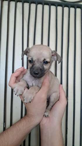 Chihuahua miny machitos - Imagen 6