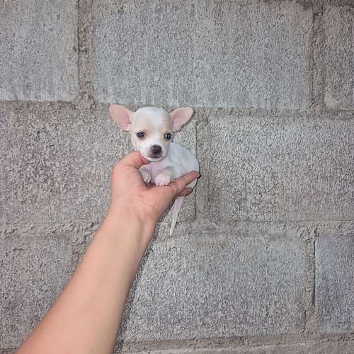 Chihuahua de bolsillo 