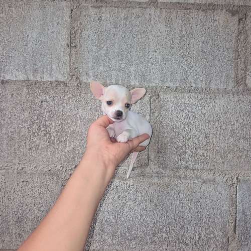 Chihuahua de bolsillo 