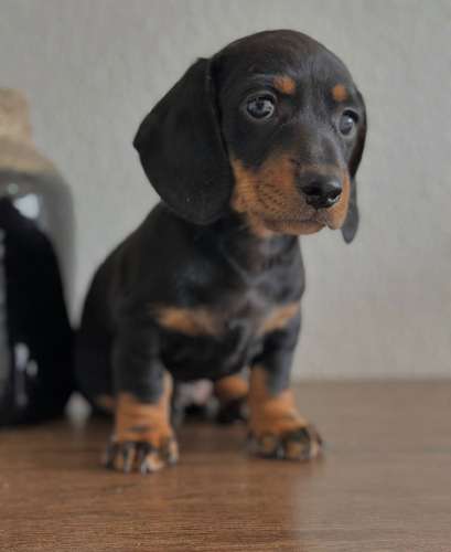 Hermoso Dachshund Salchicha 