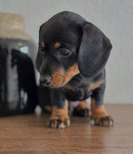 Hermoso Dachshund Salchicha 